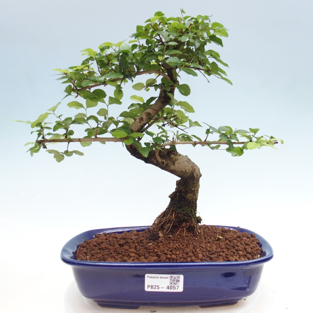 Kamerbonsai -Ligustrum chinensis - Vogelsnavel