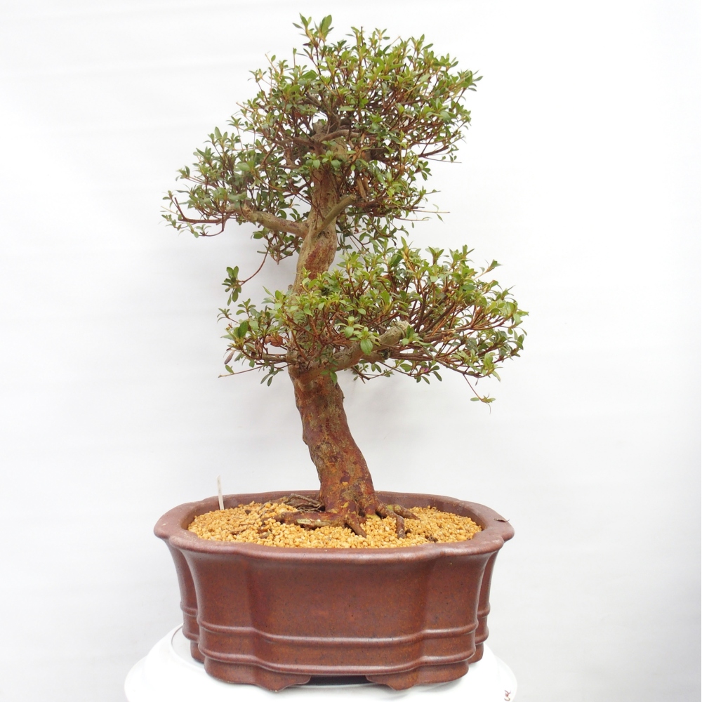 Bonsai voor buiten - Japanse Azalea - Azalea Miyabihime