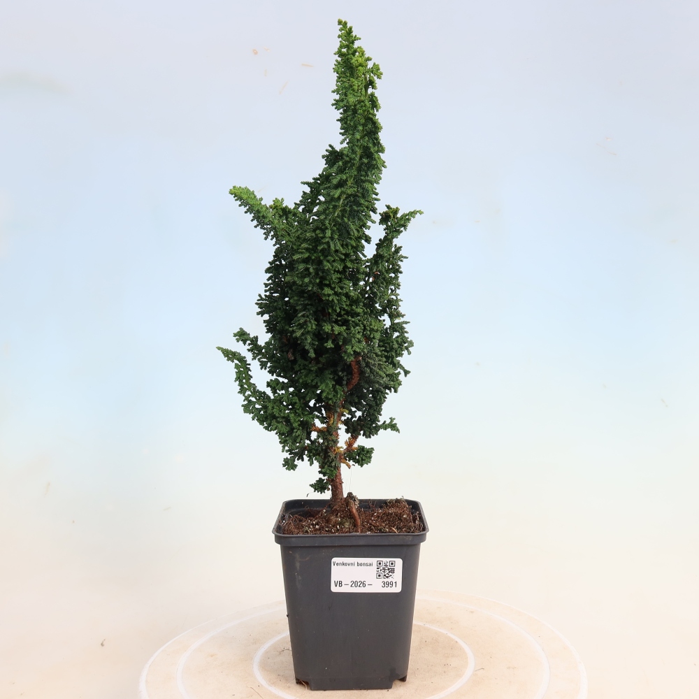 Bonsai voor buiten - Cham. obtusa SEKKA HINOKI - Cipres