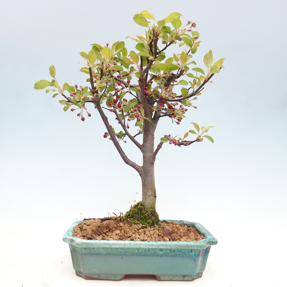 Bonsai voor buiten -Malus domestica - Roodbladige appelboom met kleine vruchten