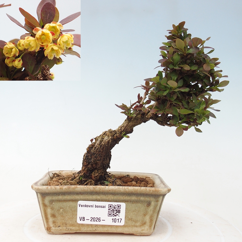 Bonsai voor buiten - Berberis Thunbergii Bagatelle