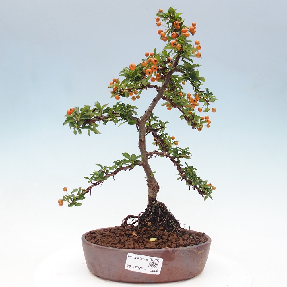 Bonsai-Pyracantha Teton voor buiten -Hlox