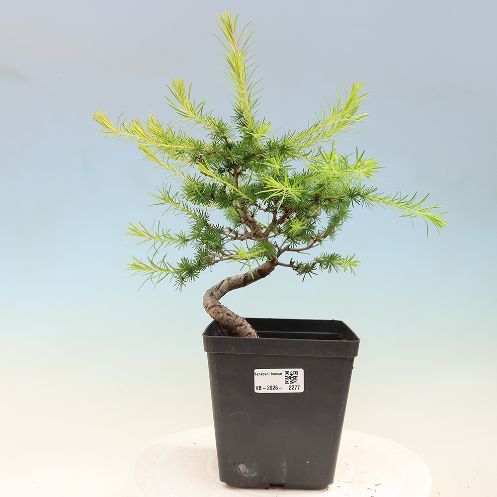 Bonsai voor buiten -Larix decidua - Lariks
