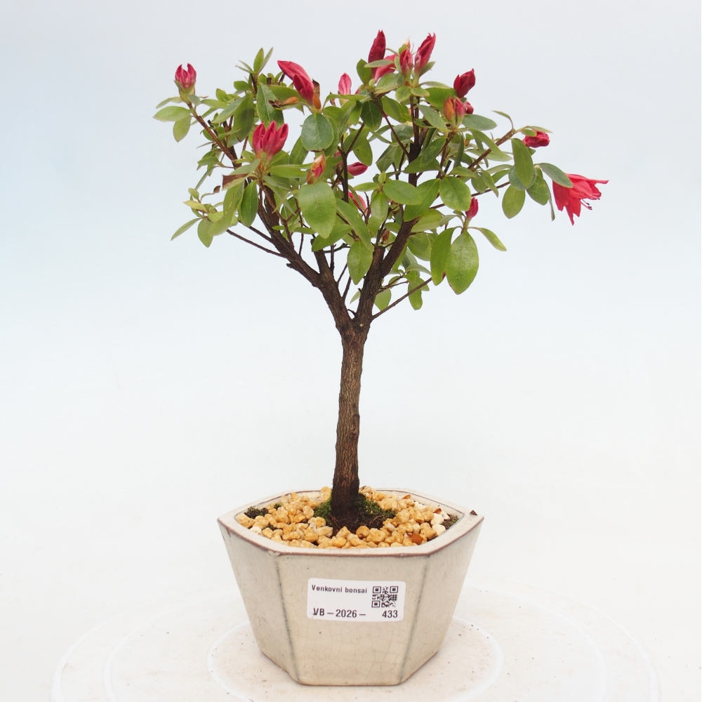 Bonsai voor buiten - Japanse azalea - Azalea sp.