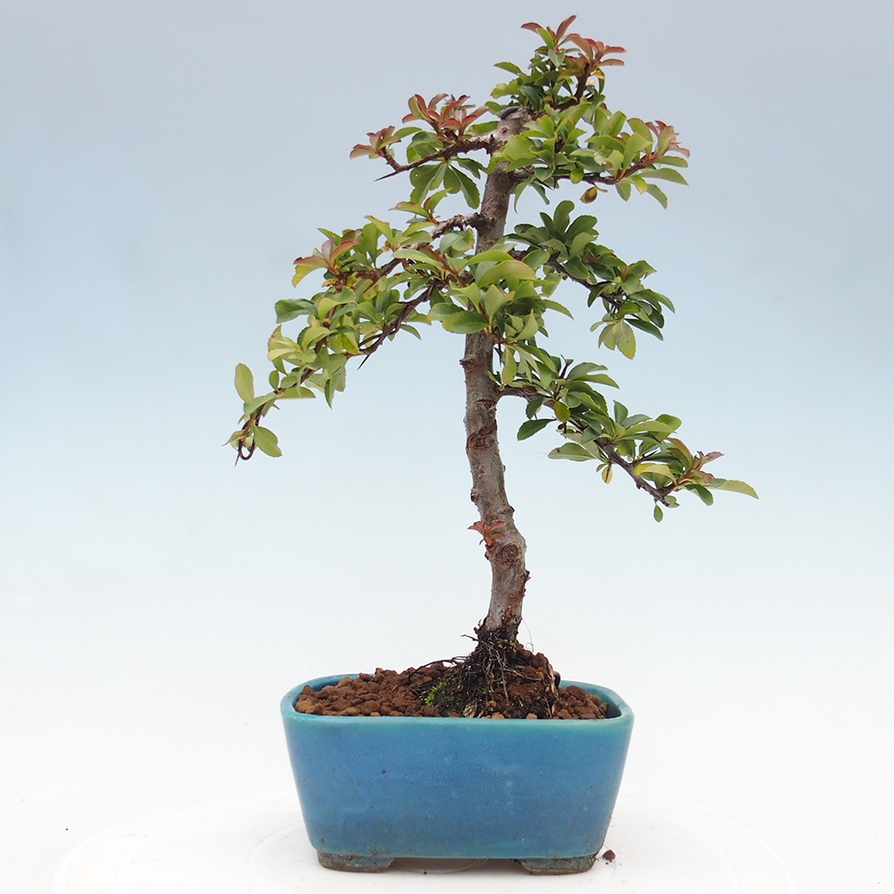 Bonsai-Pyracantha Teton voor buiten -Hlox