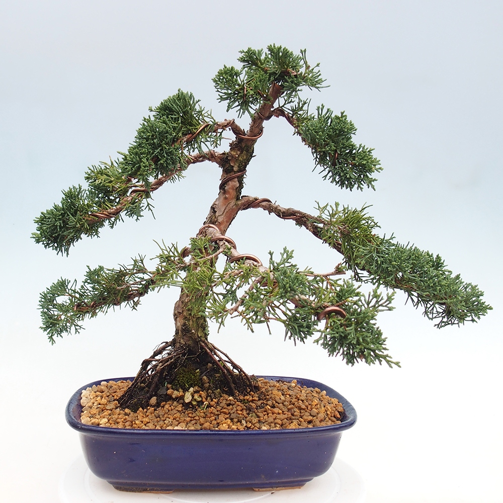 Bonsai voor buiten - Juniperus chinensis Kishu
