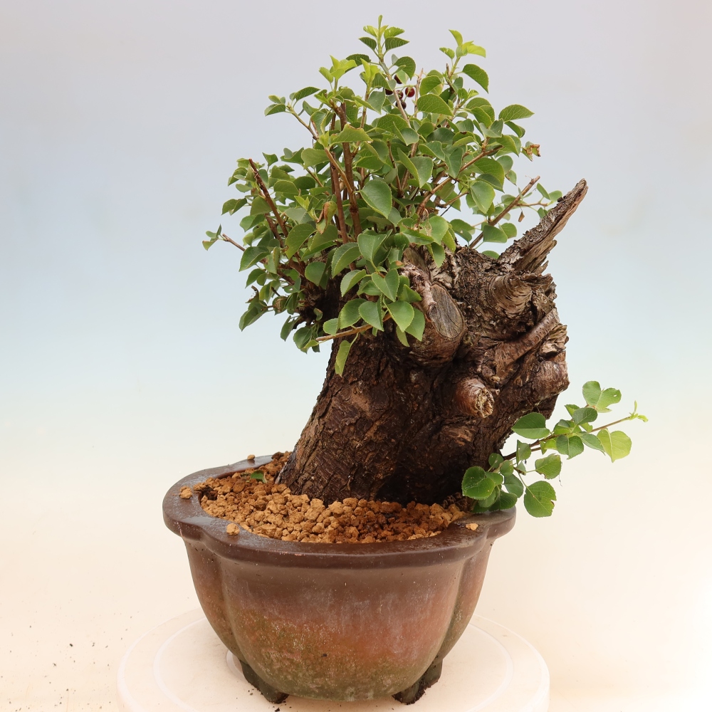 Bonsai voor buiten - Mahalebka - Prunus mahaleb