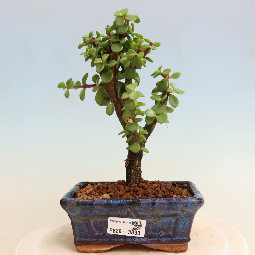 Kamerbonsai - Portulakaria Afra - Tlustice