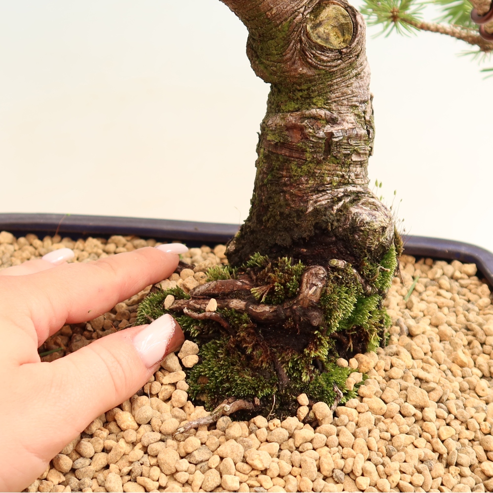 Bonsai voor buiten - Pinus mugo Humpy  - Bergden