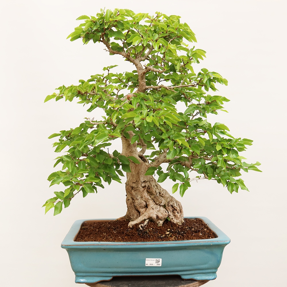 Bonsai voor buiten -Carpinus Coreana - Koreaanse haagbeuk