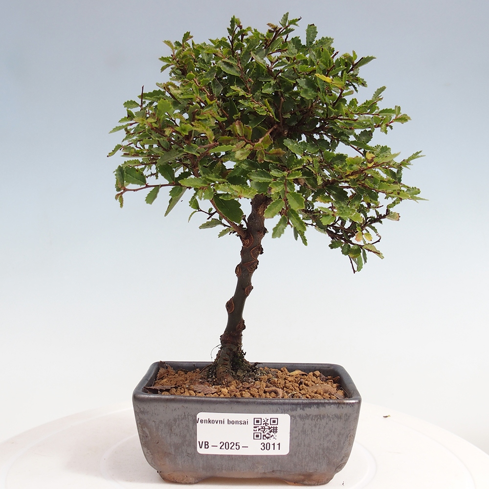 Bonsai voor buiten - Ulmus parvifolia Sagei - Kleinbladige iep