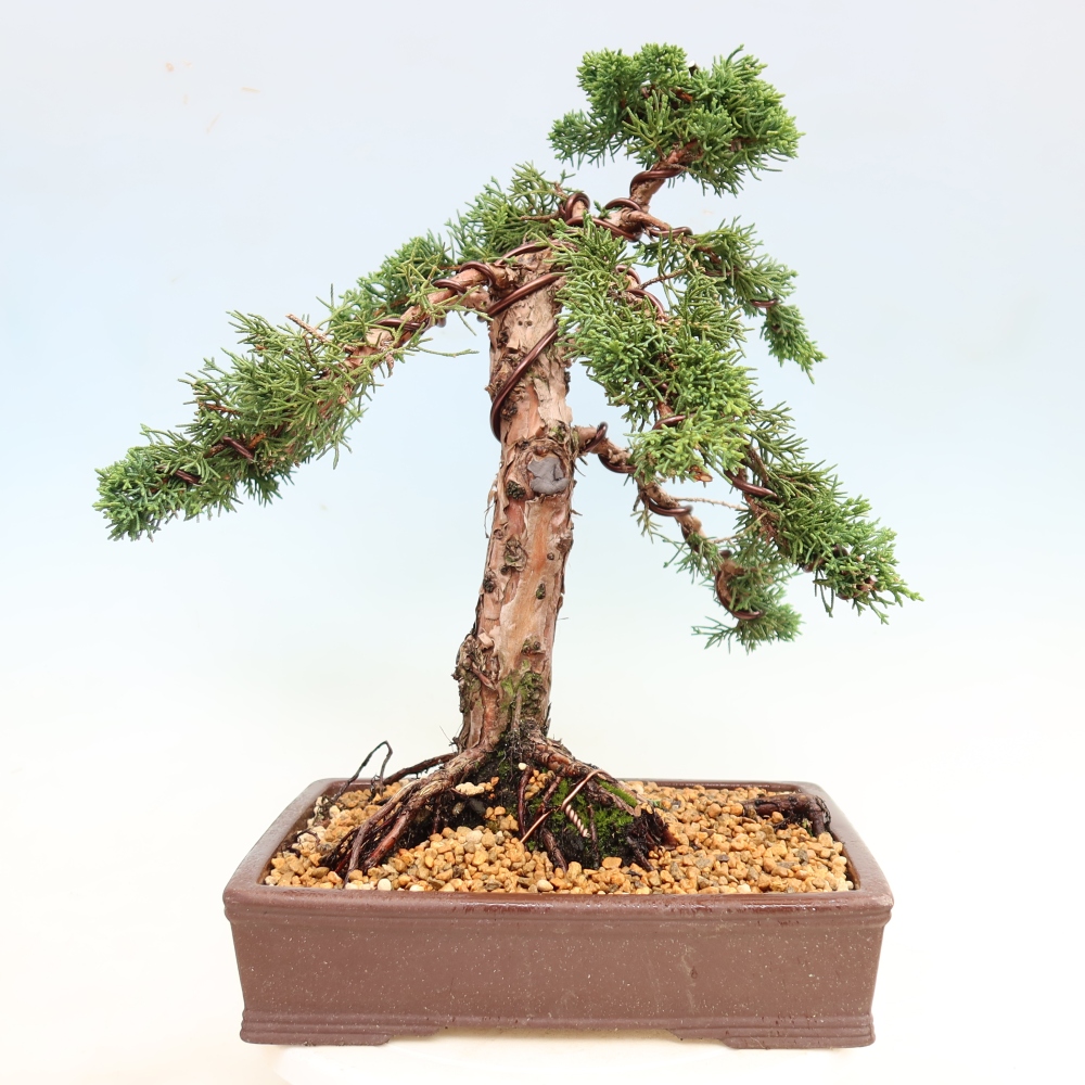 Bonsai voor buiten - Juniperus chinensis Kishu
