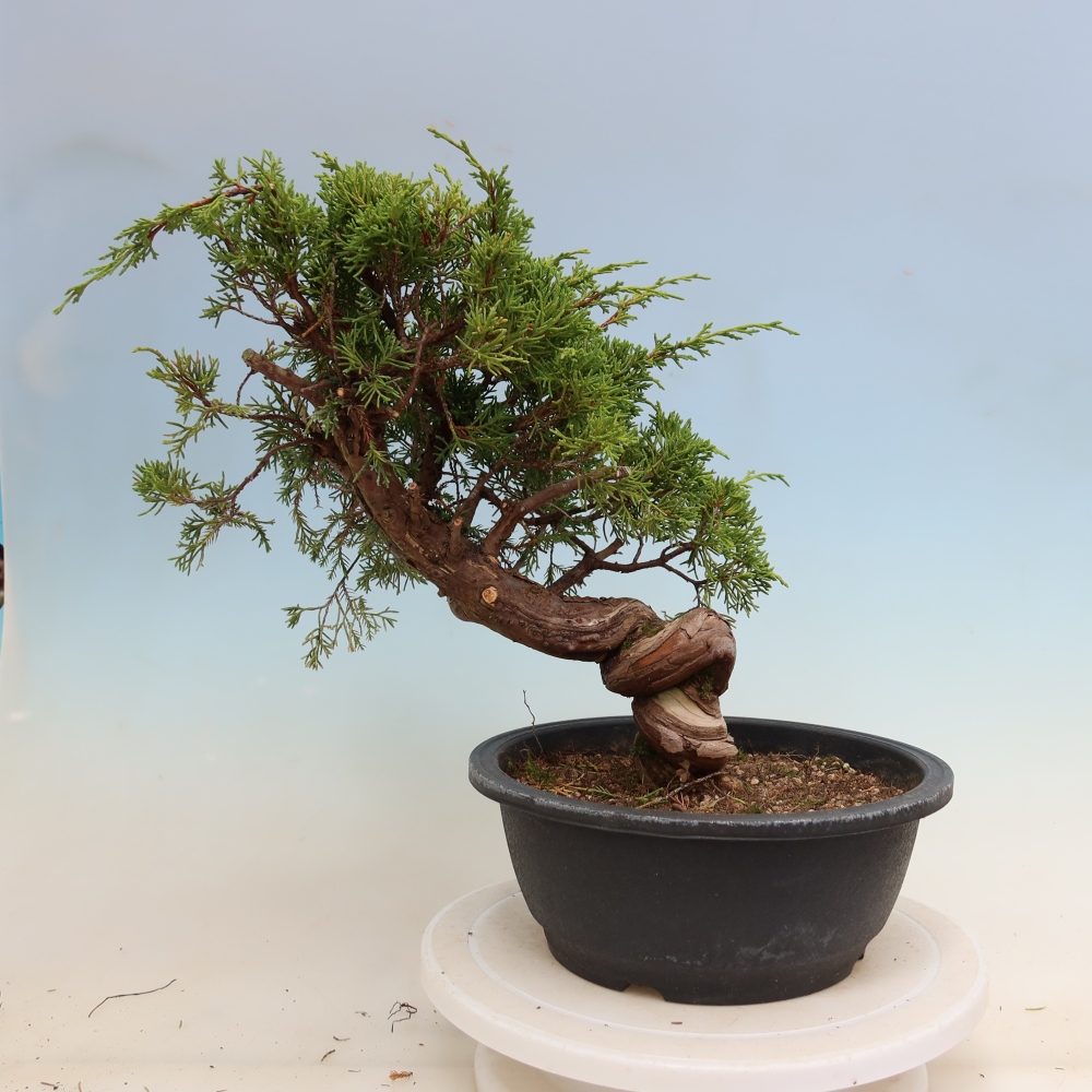Bonsai voor buiten - Juniperus chinensis Itoigawa-Juniperus chinensis