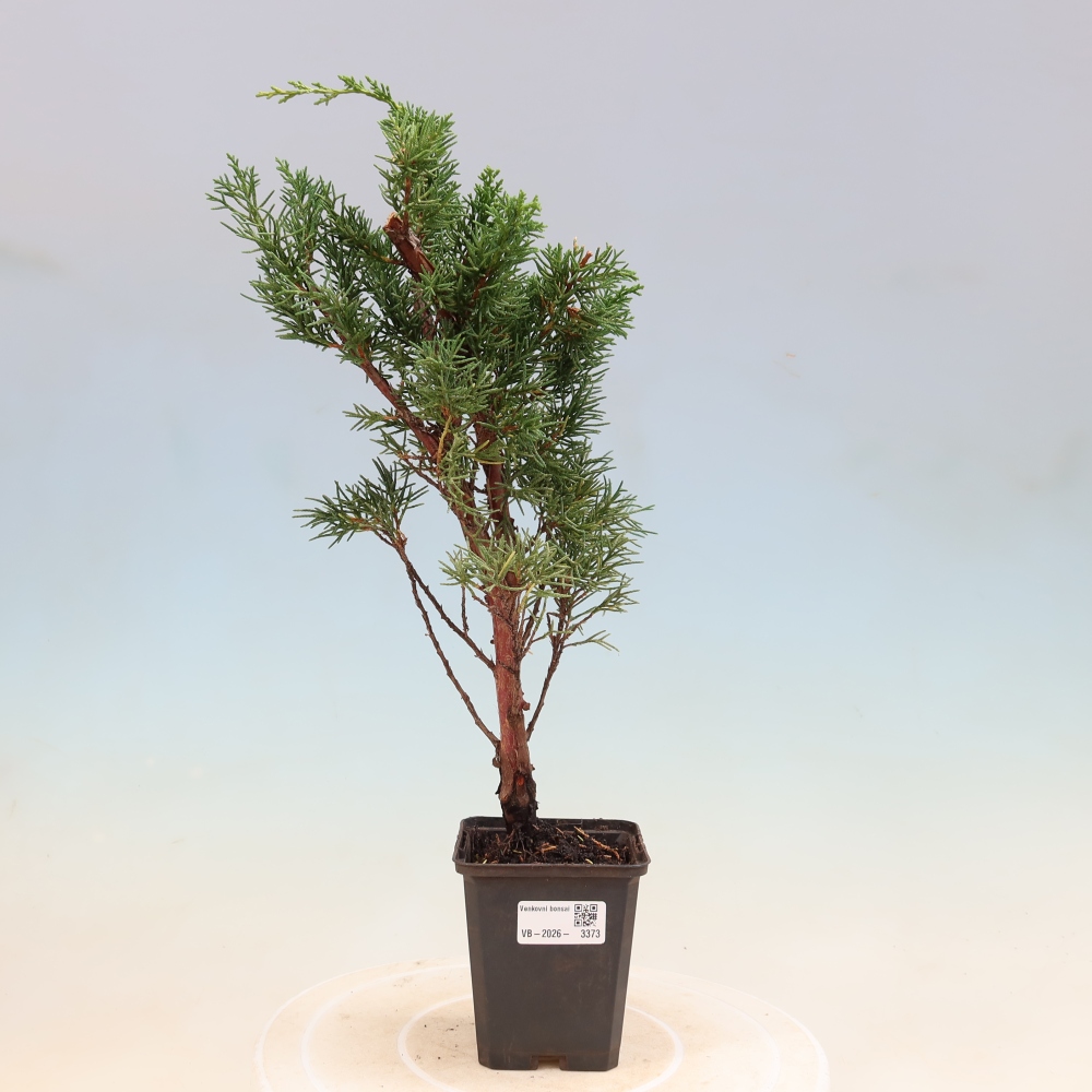 Bonsai voor buiten - Juniperus chinensis Kishu