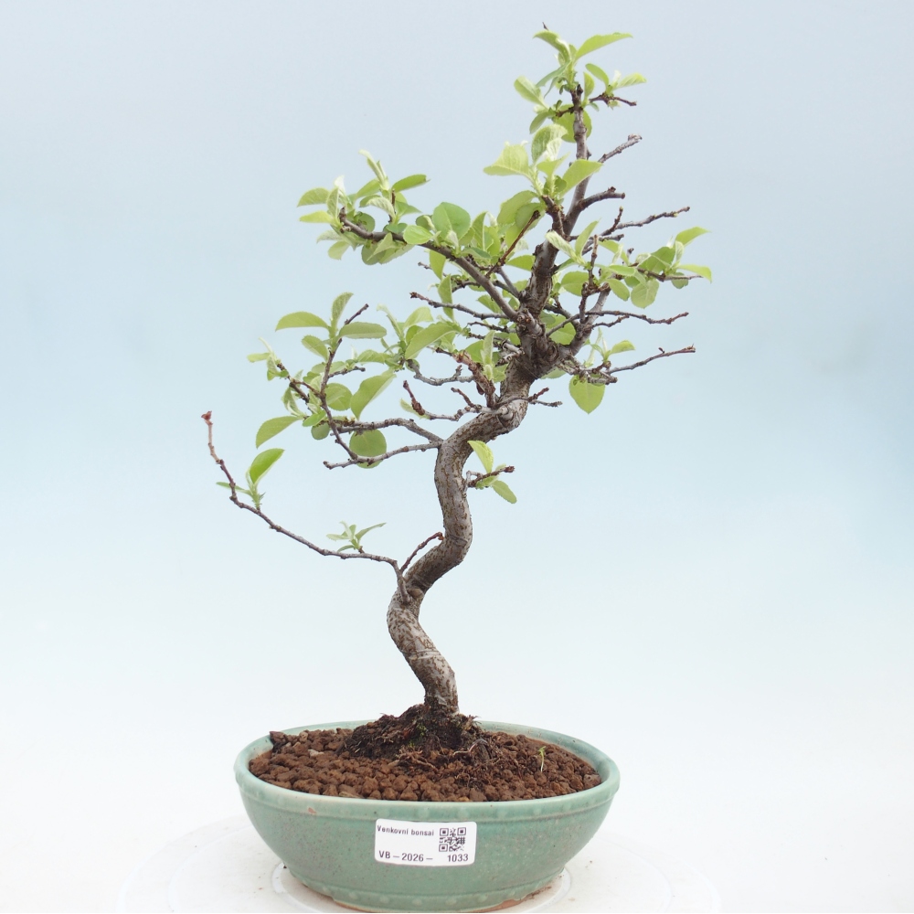 Bonsai voor buiten - Chaneomeles chinensis
