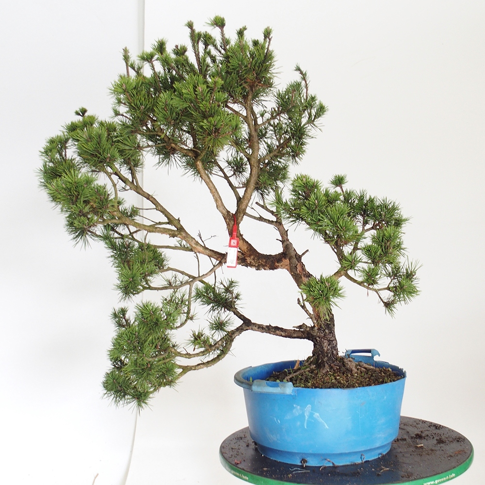 Yamadori - Pinus sylvestris Spanje