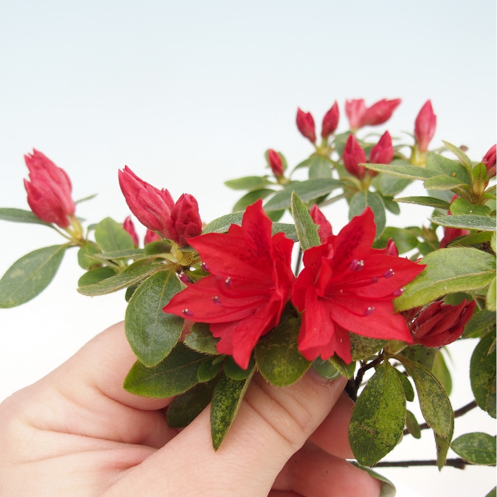 Bonsai voor buiten - Japanse azalea - Azalea sp.