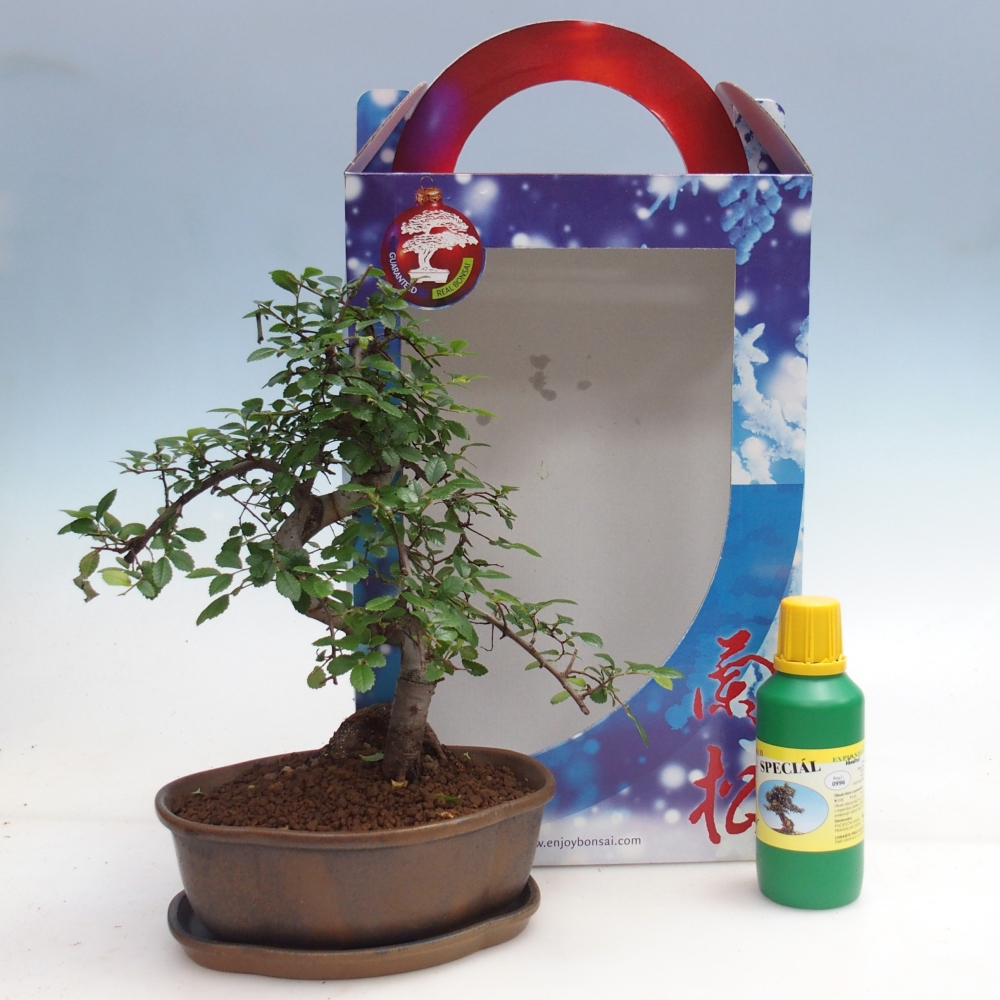 Ulmus parvifolia - Chinese iep