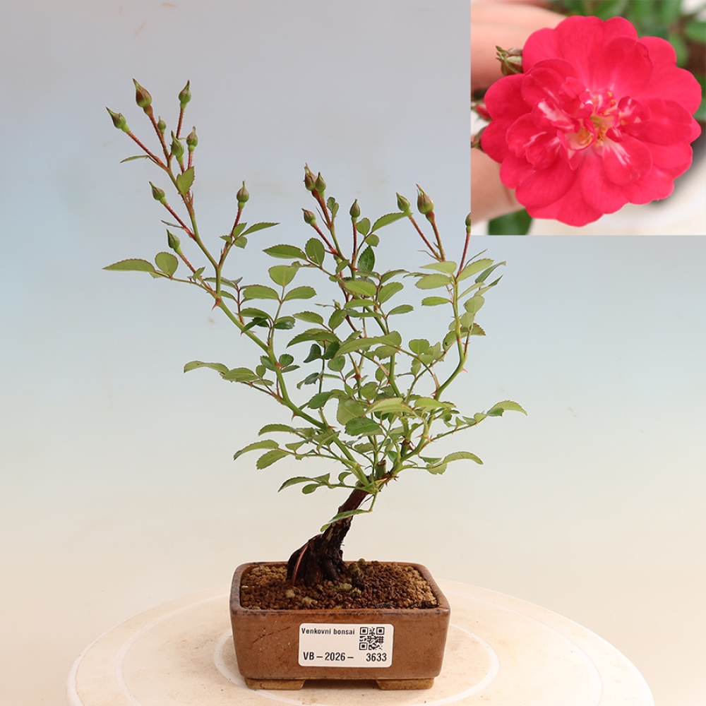 Bonsai voor buiten - Rosa Kordes - roos