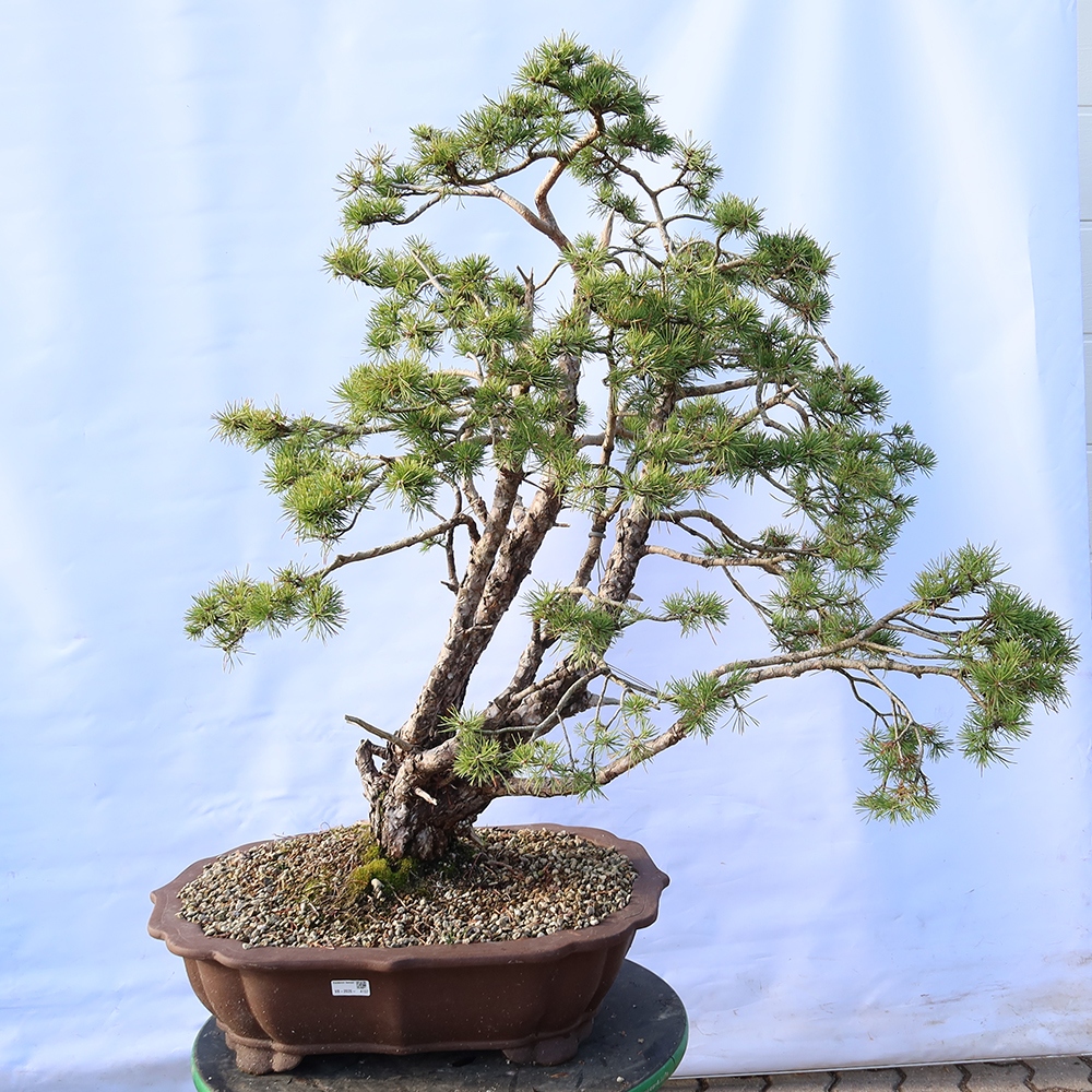 Pinus sylvestris Spanje - grove den