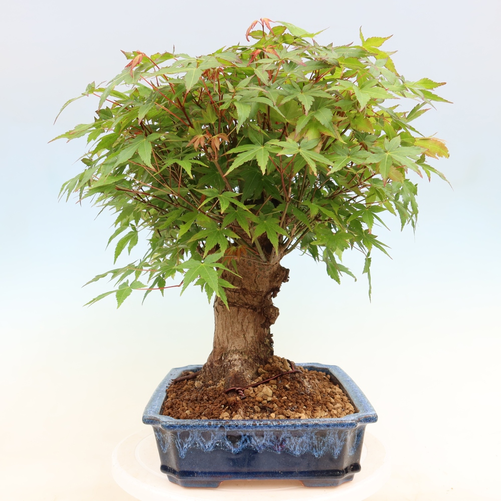 Bonsai voor buiten - Esdoorn Burger - Acer Burgerianum