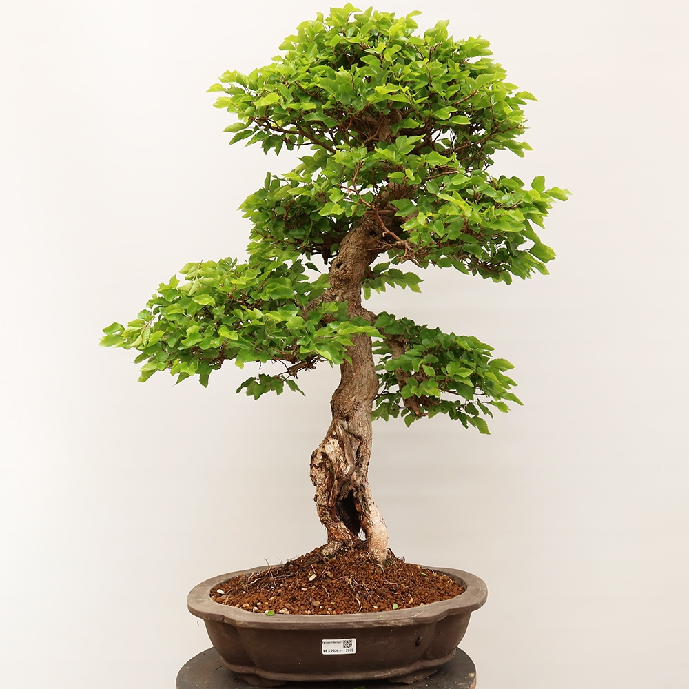 Bonsai voor buiten -Carpinus Coreana - Koreaanse haagbeuk