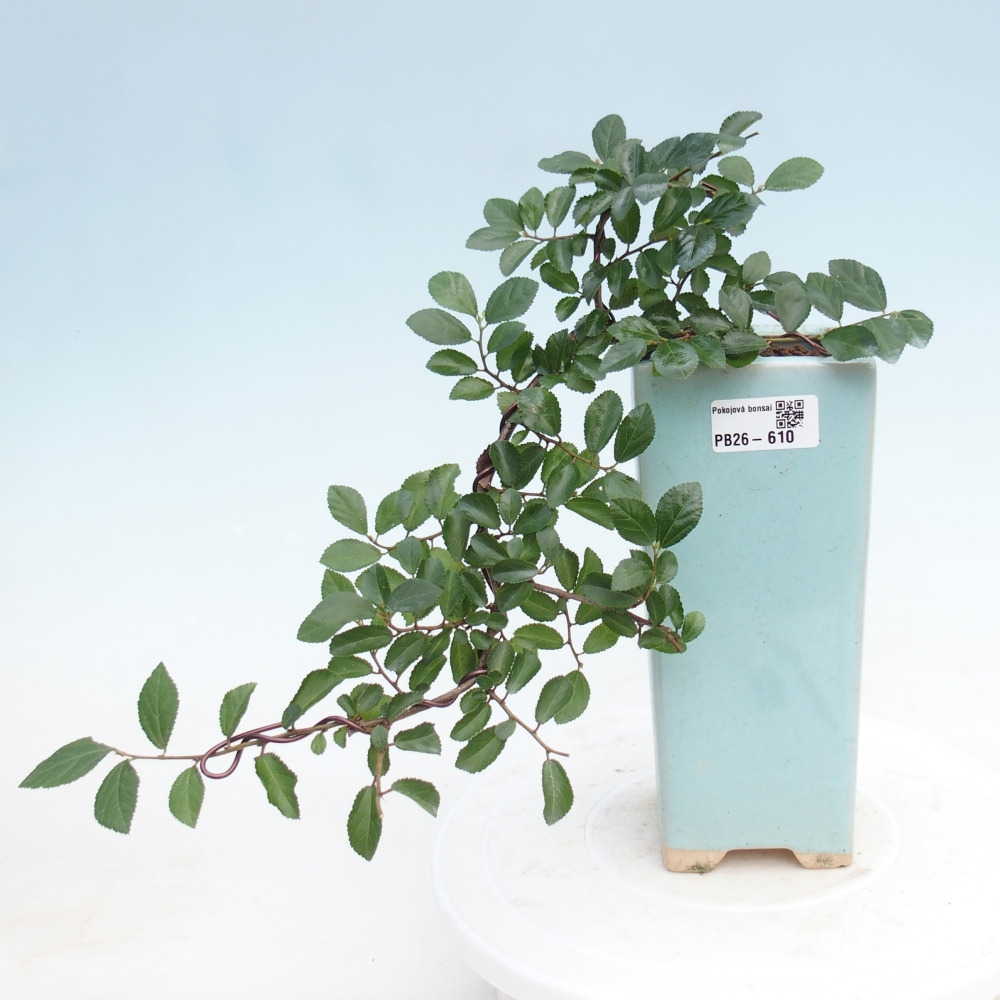 Bonsai - Grewia occidentalis - Lavendel zeester