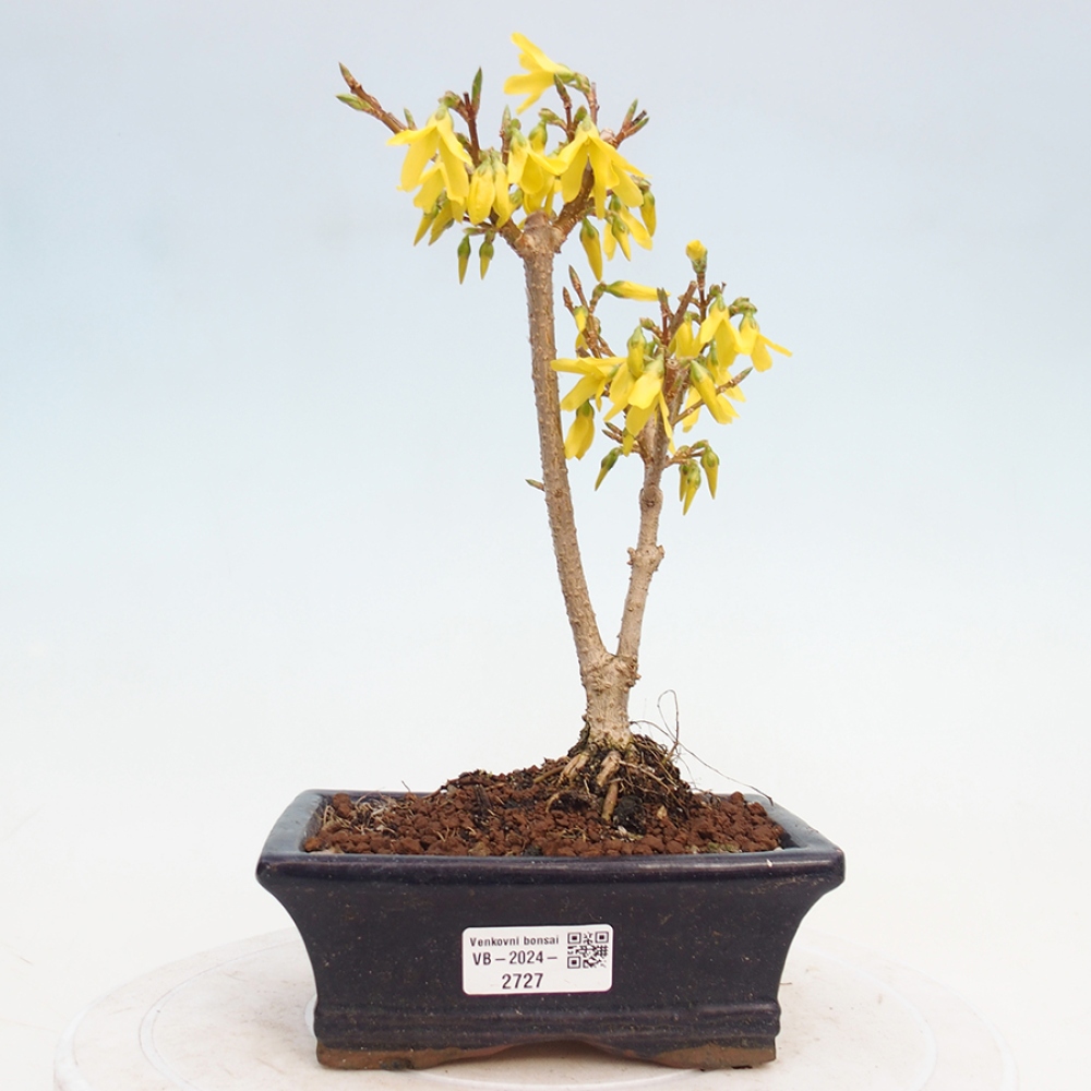 Bonsai voor buiten - Zlatice - Forsythia intermedia
