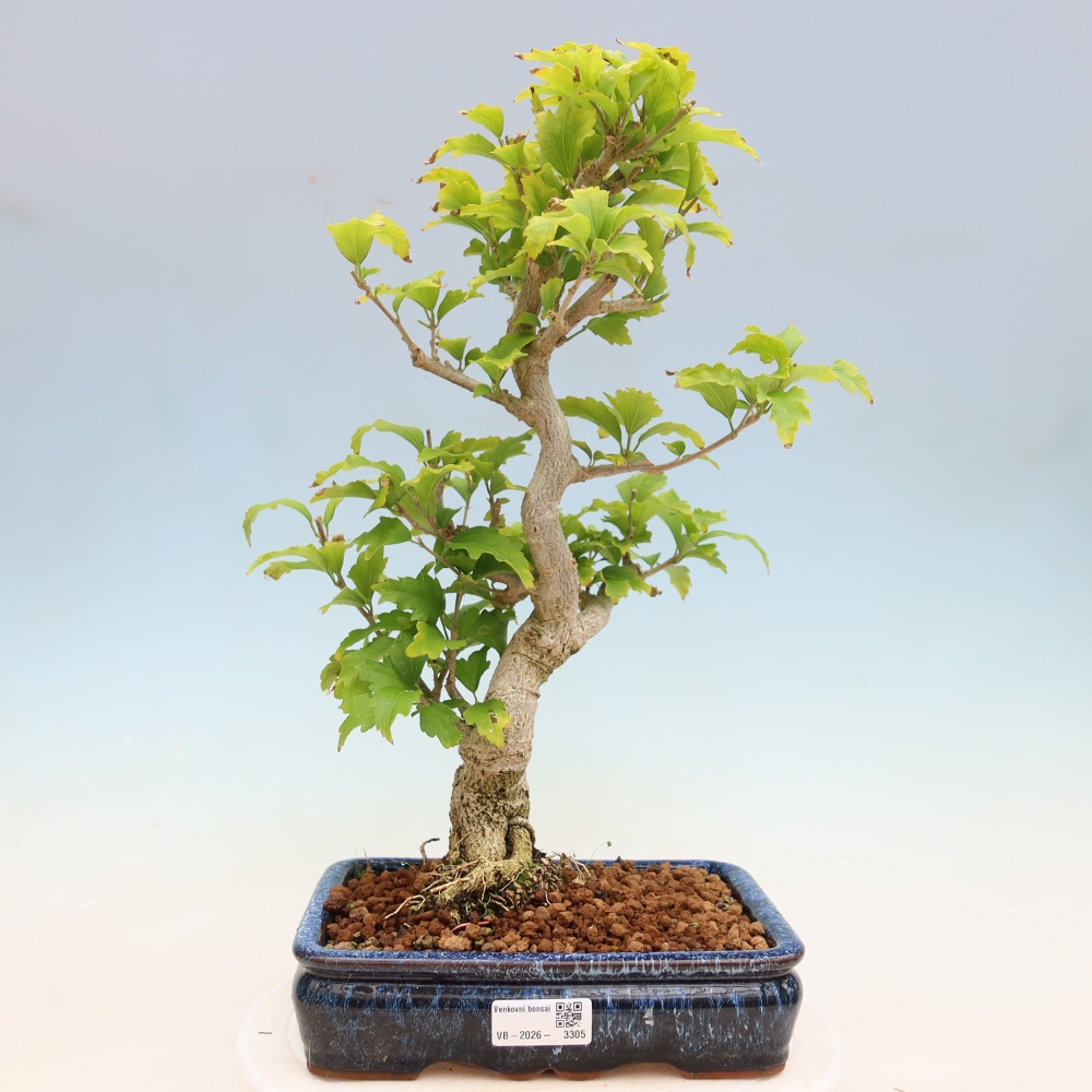 Bonsai voor buiten - Hibiscus syriacus - Syrische hibiscus