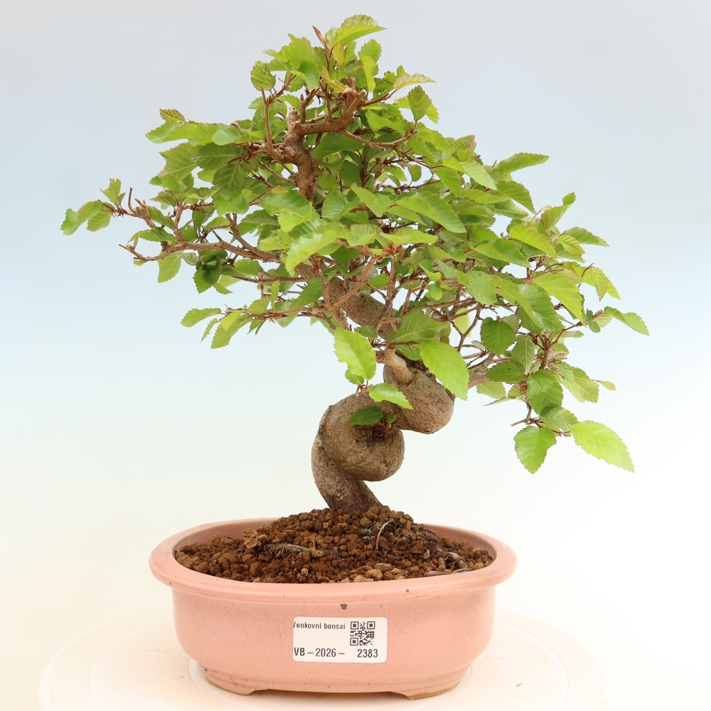 Bonsai voor buiten -Carpinus Coreana - Koreaanse haagbeuk