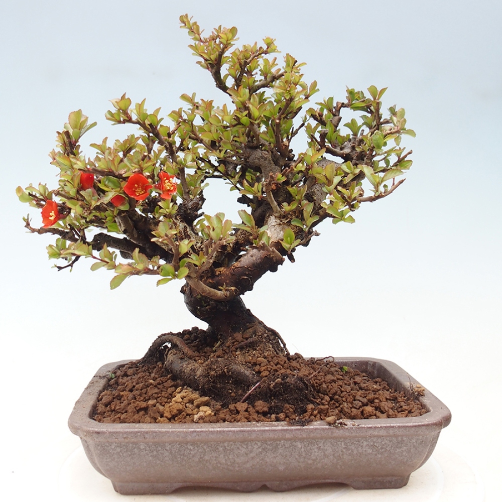 Bonsai voor buiten - Chaneomeles speciosa - Kweepeer