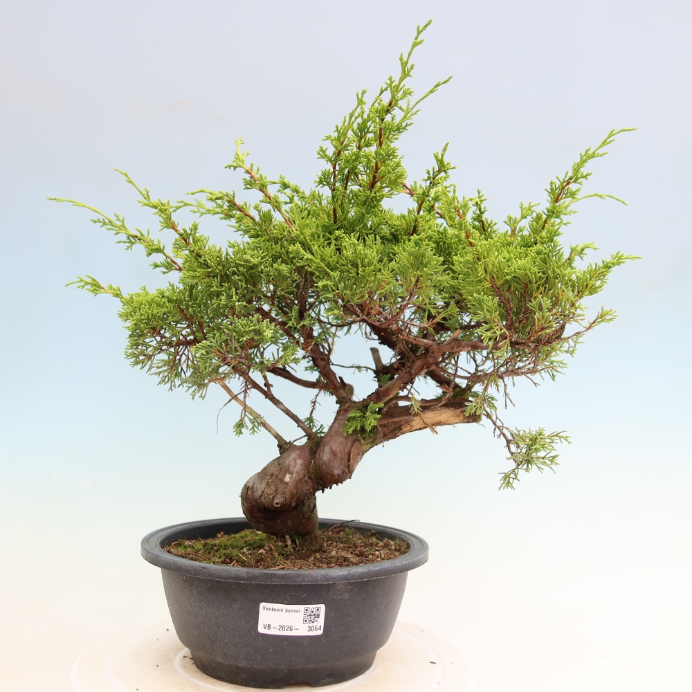 Bonsai voor buiten - Juniperus chinensis Itoigawa-Juniperus chinensis