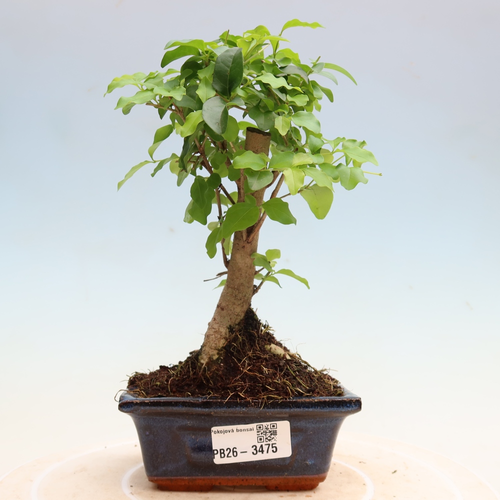 Kamerbonsai -Ligustrum chinensis - Vogelsnavel