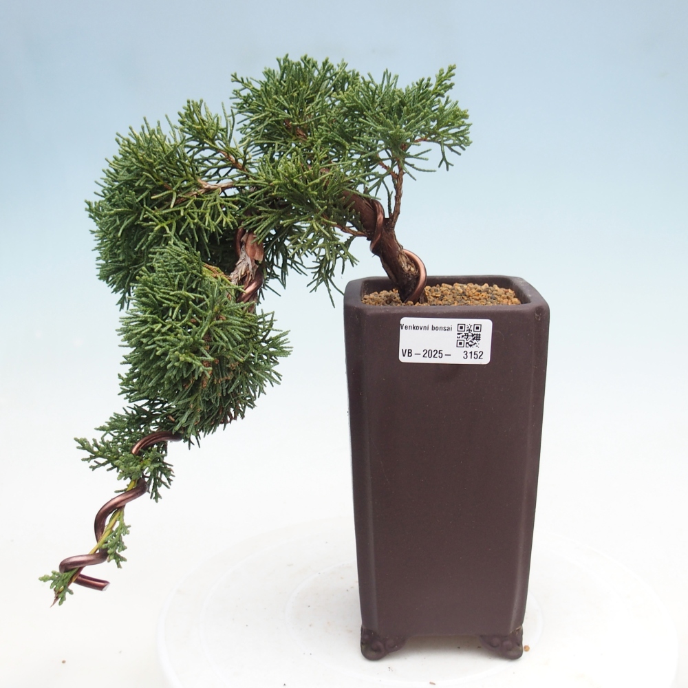 Bonsai voor buiten - Juniperus chinensis Kishu