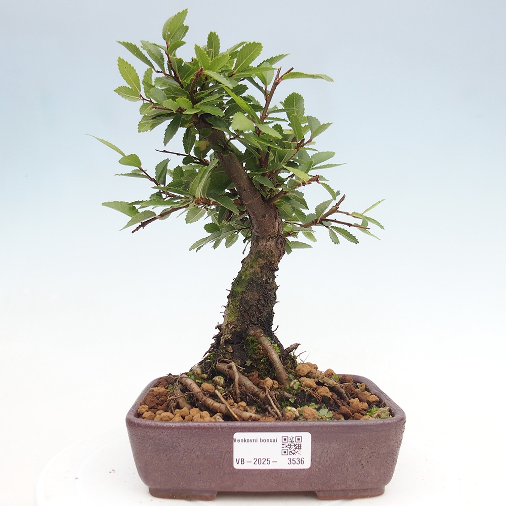 Bonsai voor buiten - Zelkova - Zelkova NIRE
