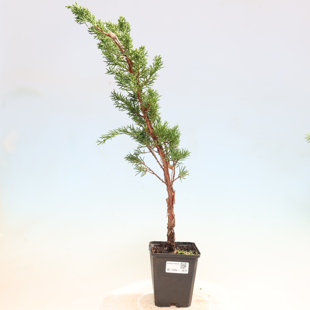 Bonsai voor buiten - Juniperus chinensis Kishu