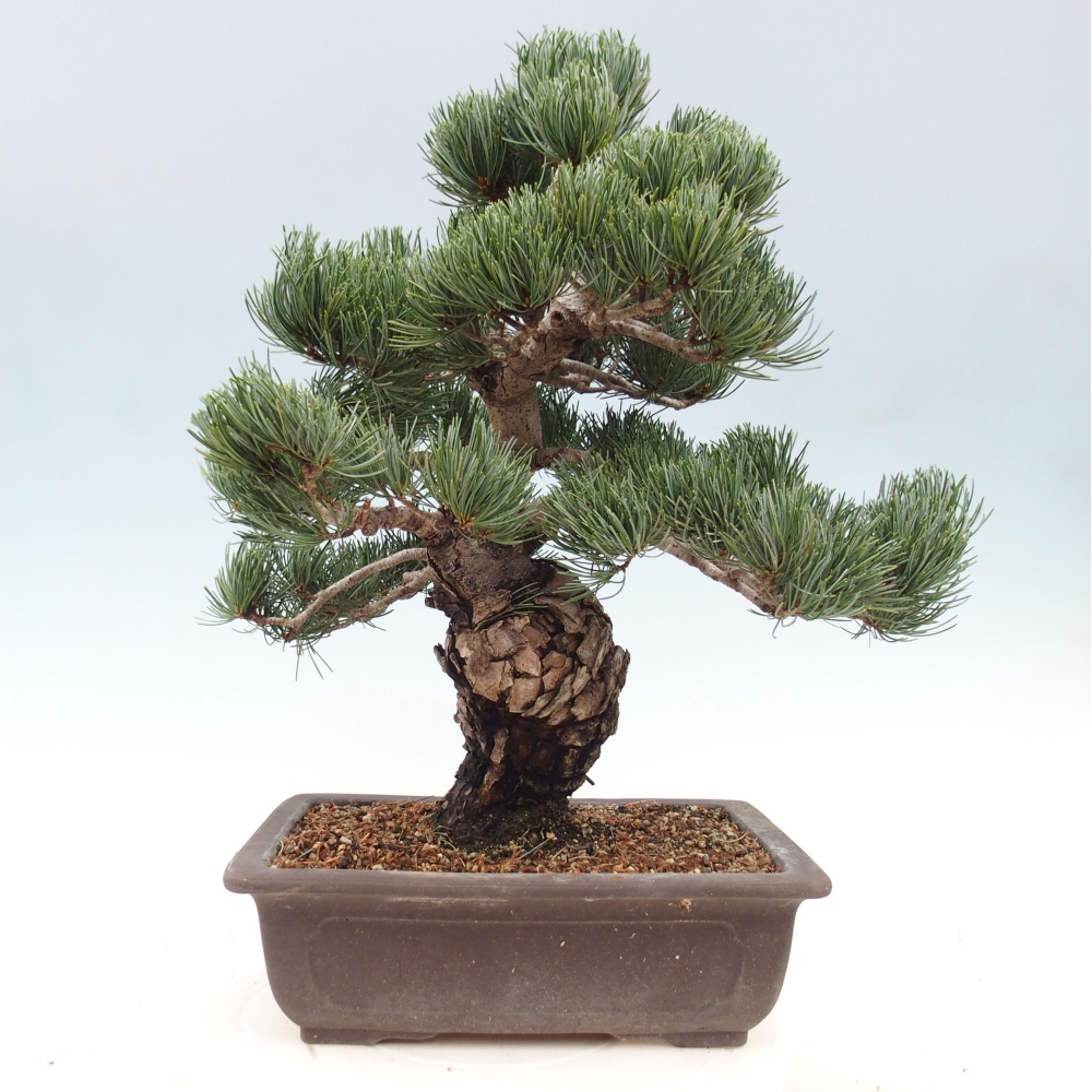Bonsai voor buiten - Pinus parviflora - Pinus parviflora