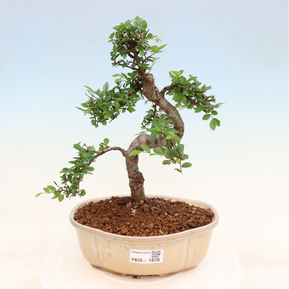 Kamerbonsai - Ulmus parvifolia - Winteriep