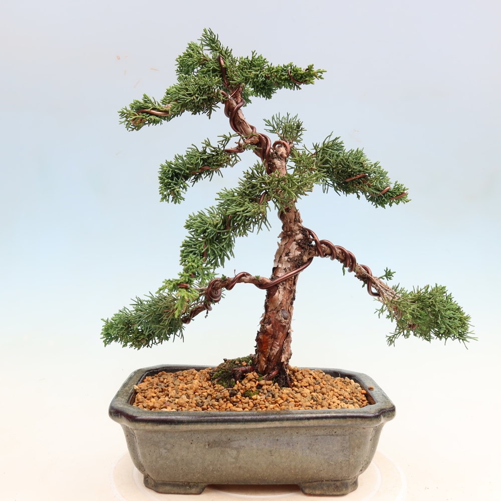 Bonsai voor buiten - Juniperus chinensis Kishu