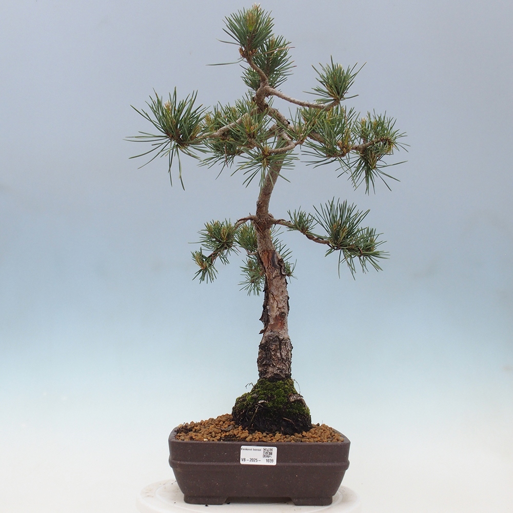 Bonsai voor buiten - Pinus Sylvestris Watererri - grove den