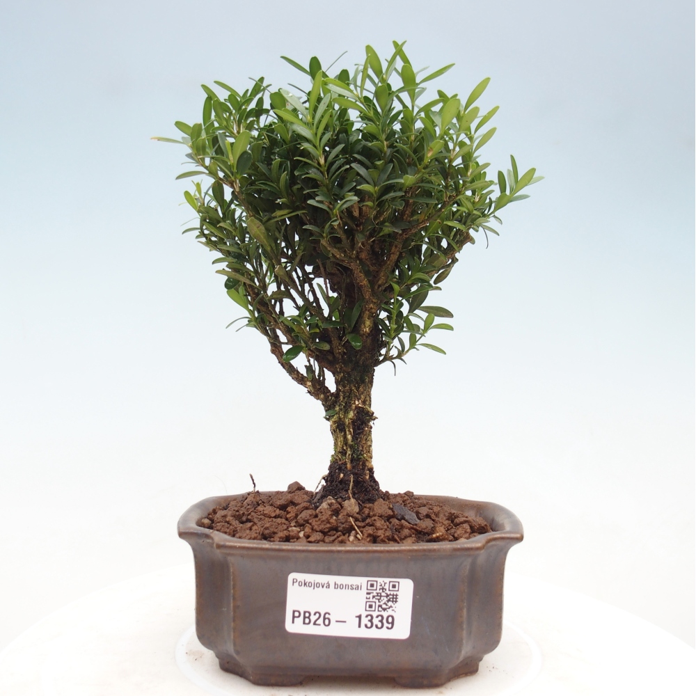 Kamerbonsai - Buxus harlandii - kurk buxus