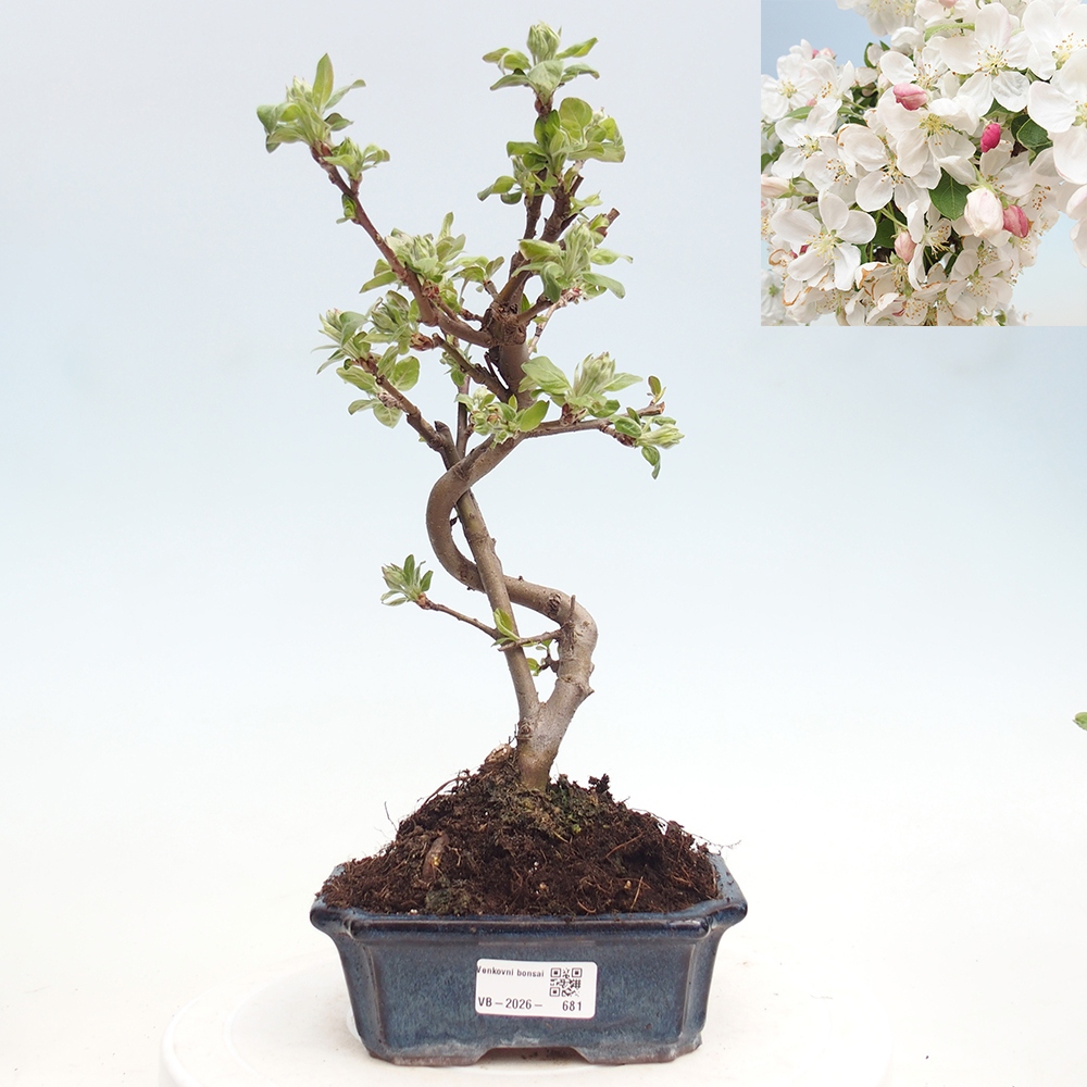 Bonsai voor buiten -Malus halliana - Appelboom met kleine vruchten