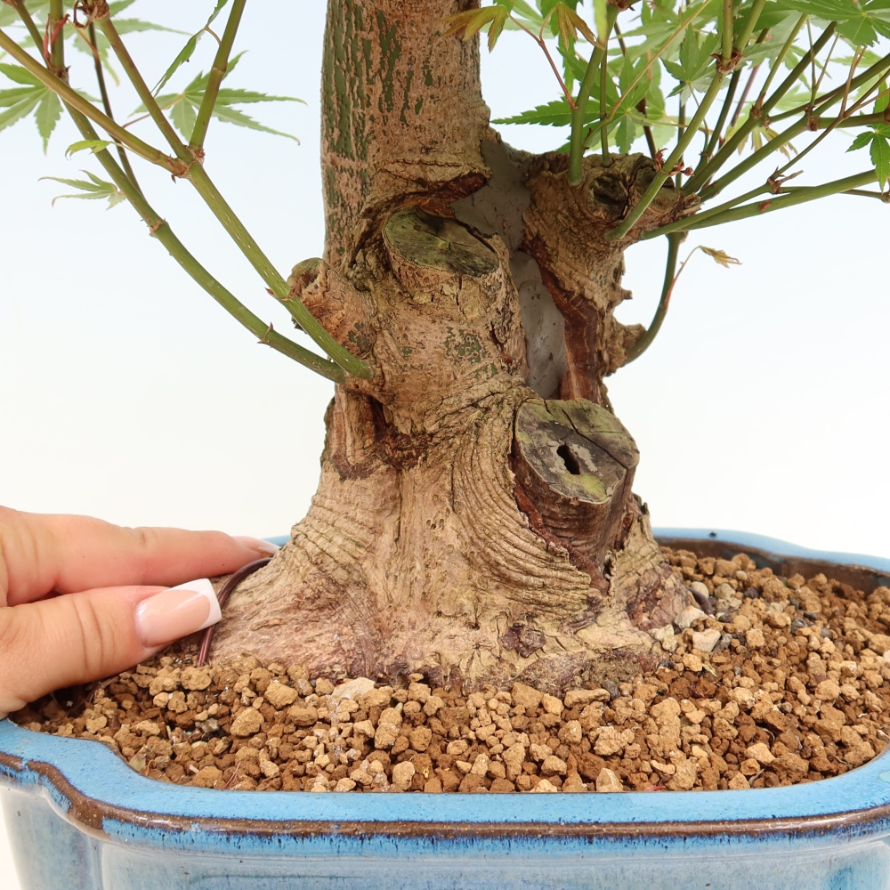 Bonsai voor buiten - Esdoorn Burger - Acer Burgerianum
