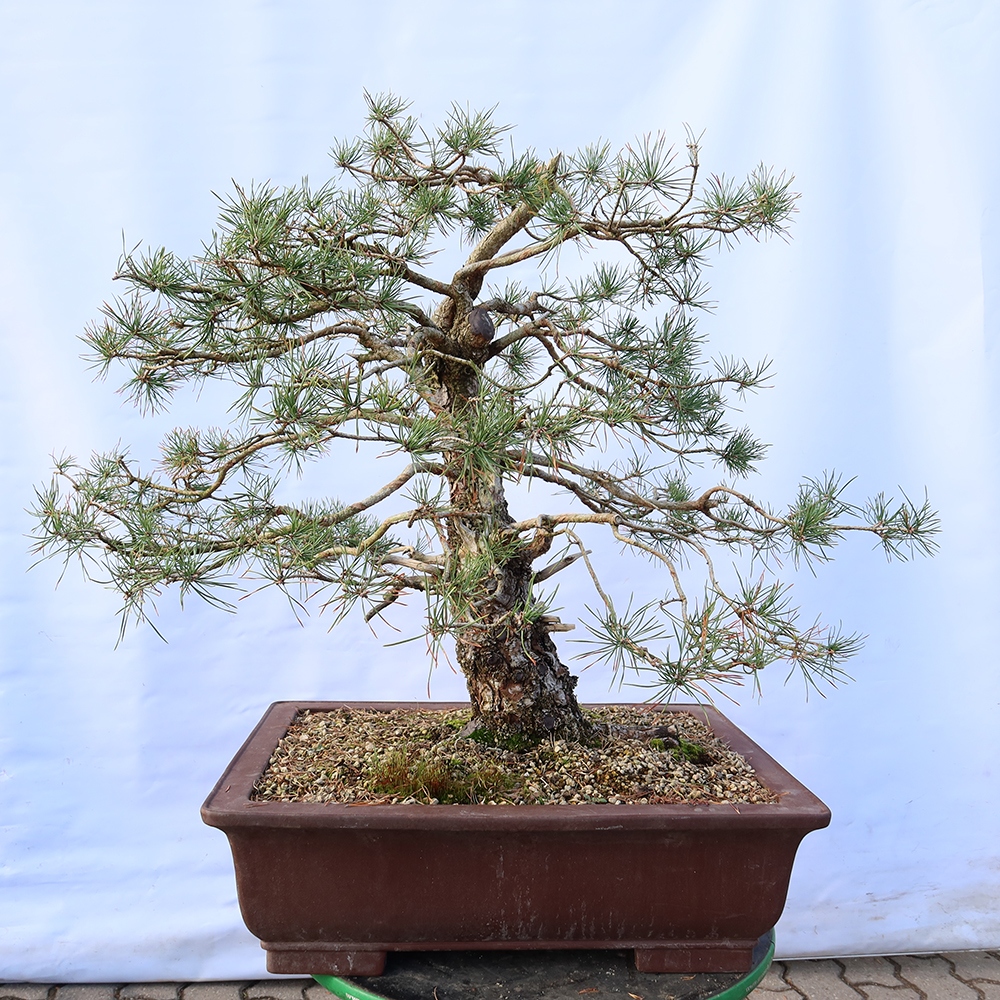 Pinus sylvestris Spanje - grove den