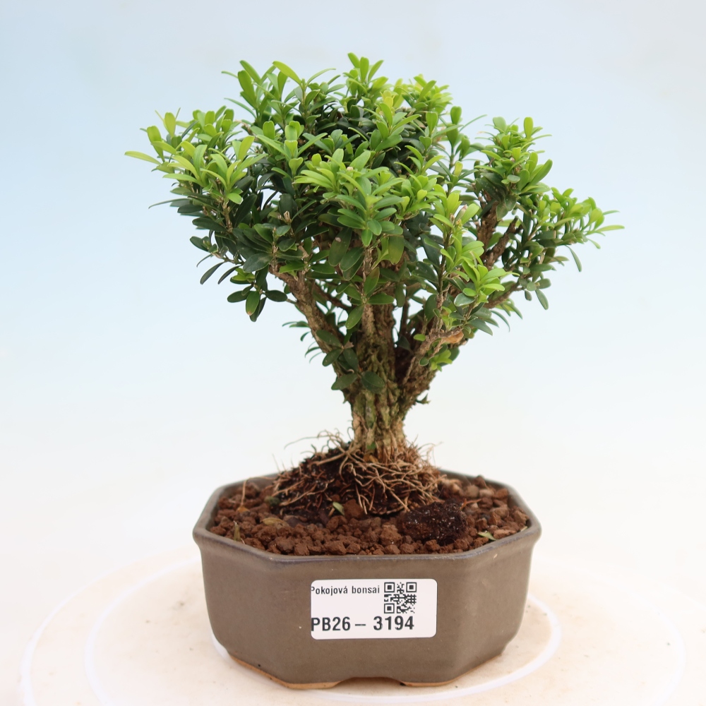 Kamerbonsai - Buxus harlandii - kurk buxus