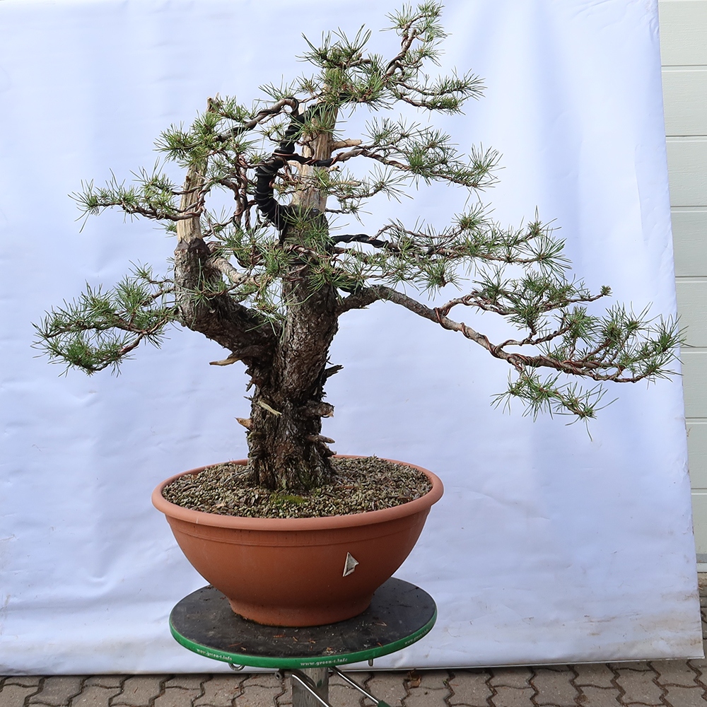 Pinus sylvestris Spanje - grove den