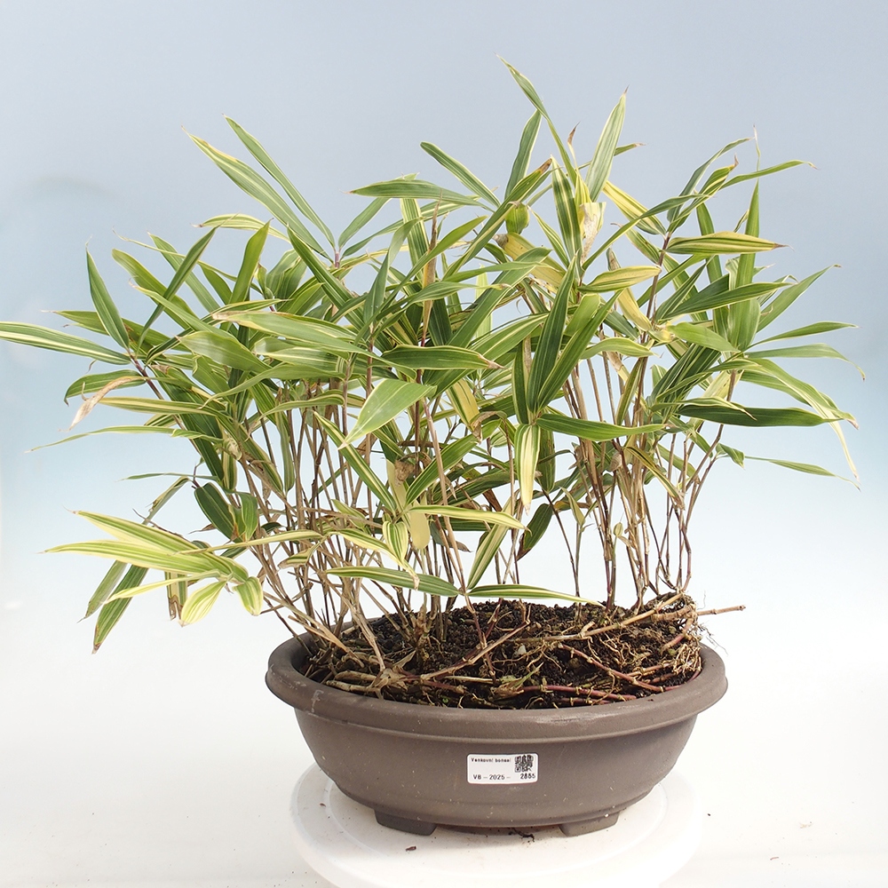 Bonsai voor buiten - Sasaella masamuneana Albostriata - Bamboe