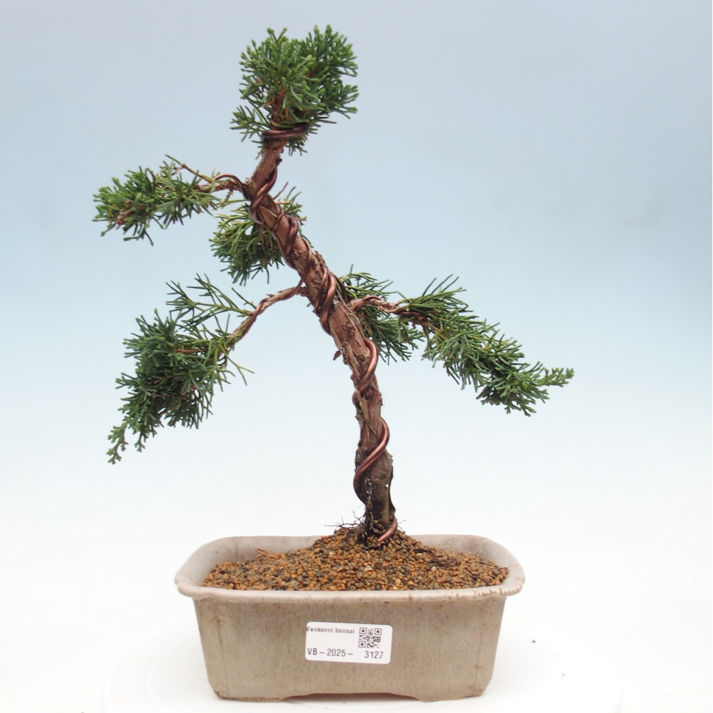 Bonsai voor buiten - Juniperus chinensis Kishu