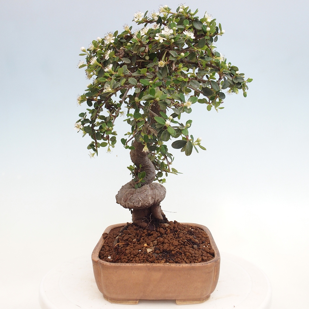 Buitenbonsai-Cotoneaster dammeri - Damer's Rock