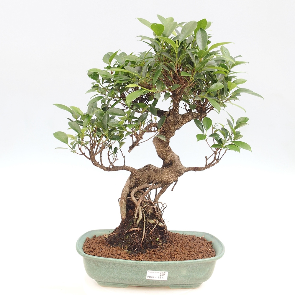 Kamerbonsai - Ficus kimmen - kleinbladige ficus